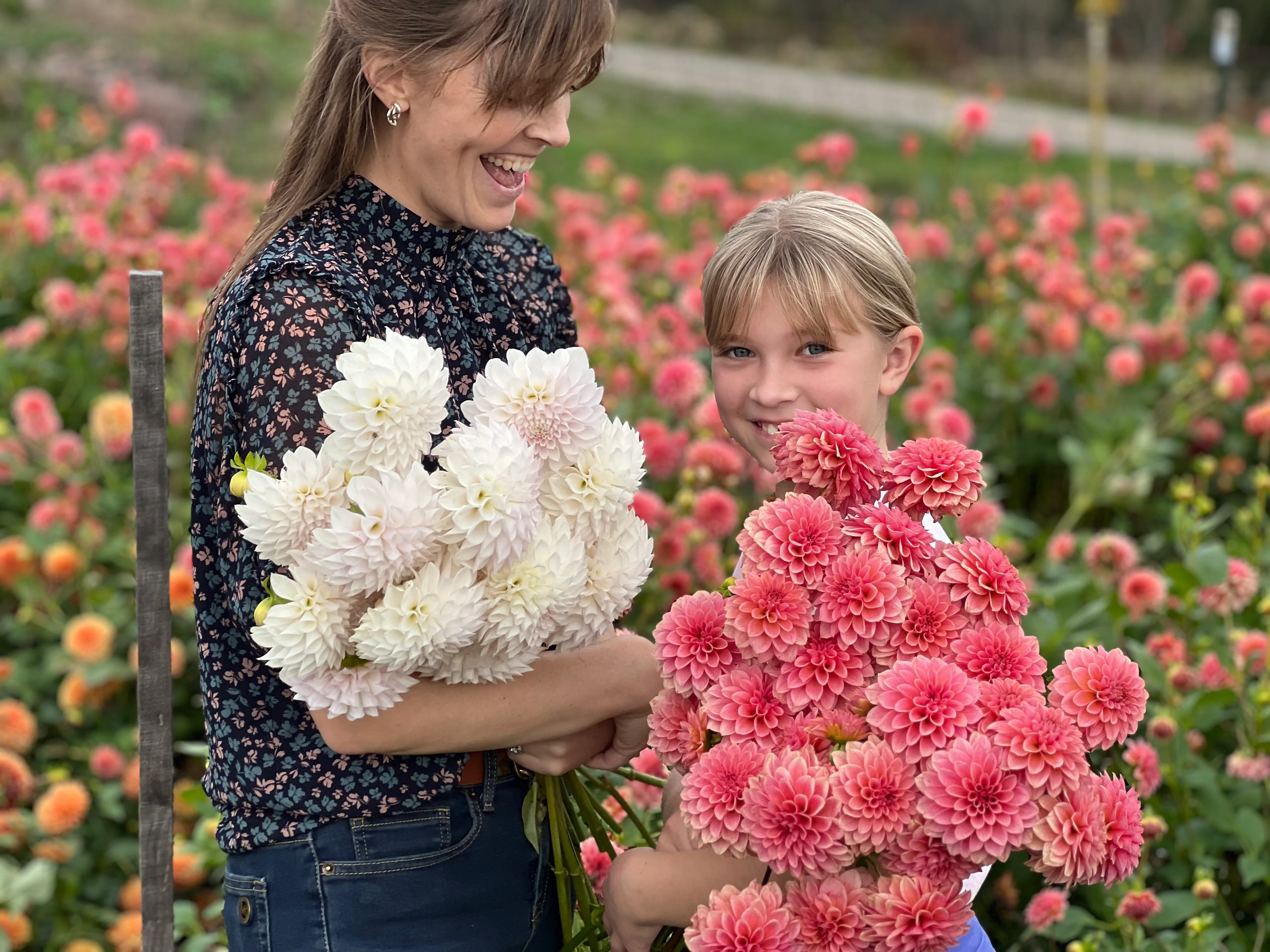 Dahlia Fest 2026 U-Pick Dahlias - Image 3