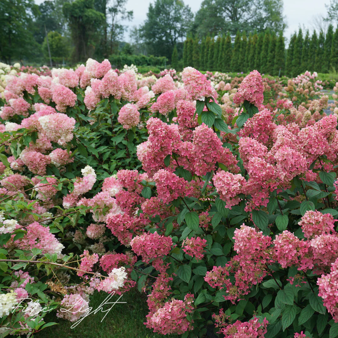 Fire Light  Hydrangea - Image 3