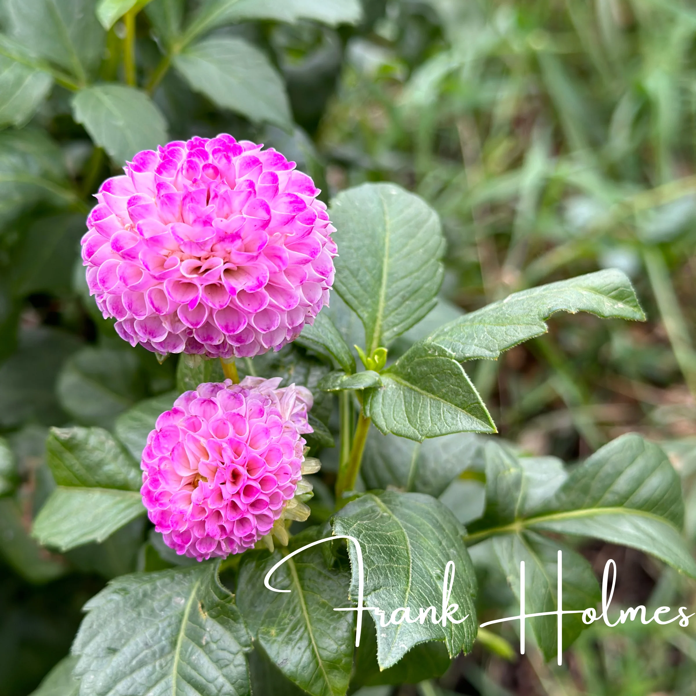 Frank Holmes Dahlia Tubers - Image 4
