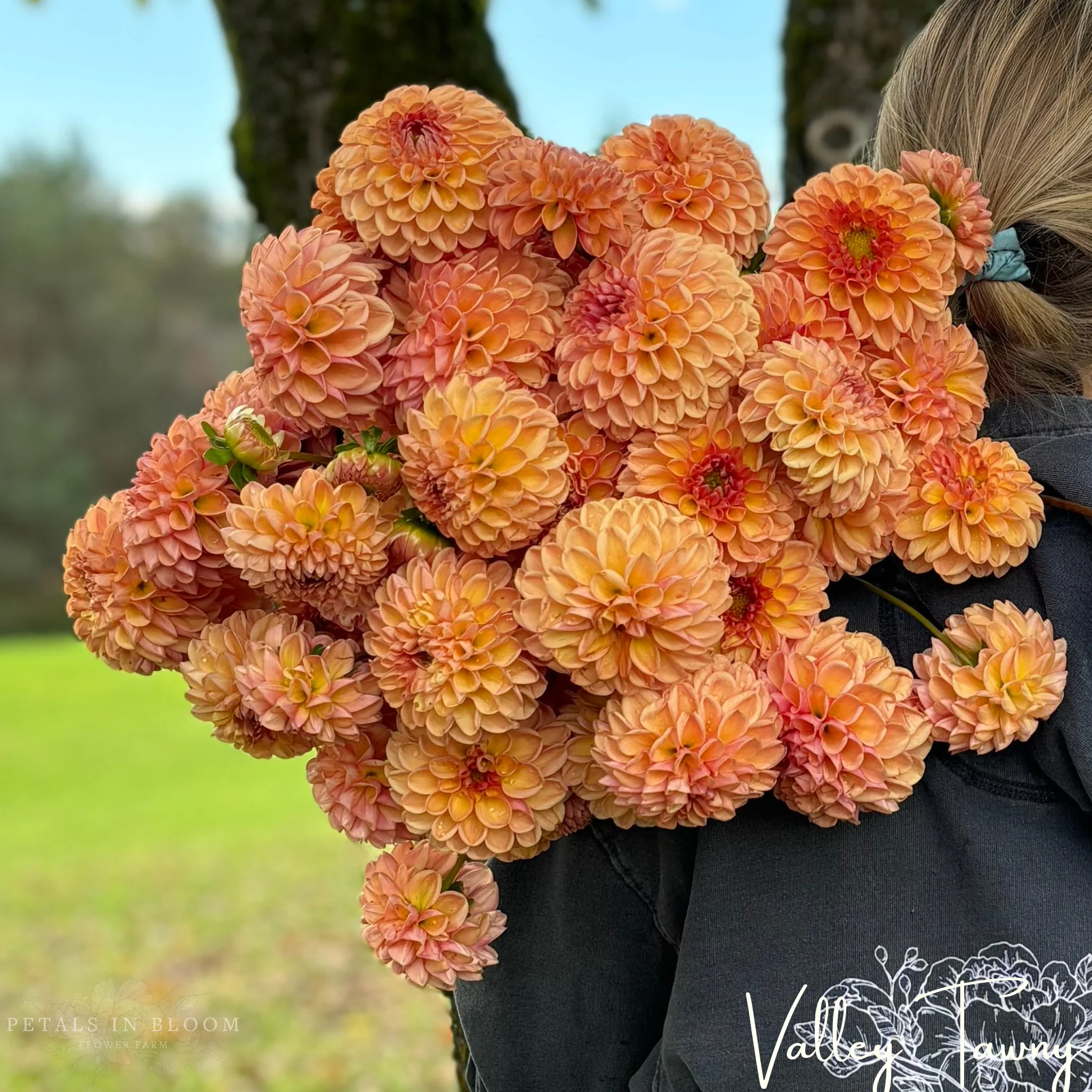 Valley Tawny Dahlia Tubers - Image 4